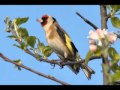 Chant de Chardonneret rossignol , ruiseñor cantar jilguero .flv