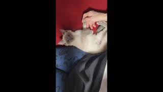 Gracie - SPCR Bluepoint Siamese Kitten