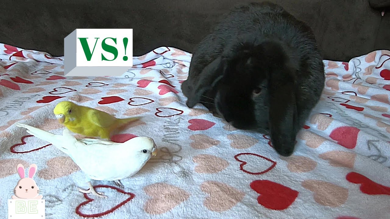 Rabbit Versus Parakeet Birds - YouTube