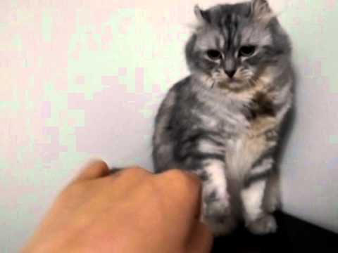 飼い主に怒る猫2.AVI