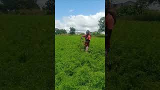 Growing Organic carrots as a university student for survival Growing Organic carrots as a university student for survival