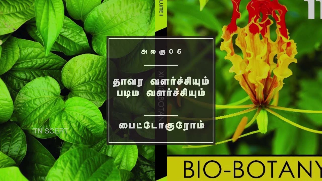 tn scert 11th maths Botany Video Lesson - Vol - 02 Unit 05 Phytochrome