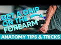 Posterior forearm musclesanatomy tips tricks and mnemonics