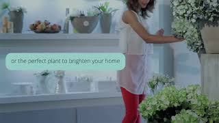 Florist Webster TX - Petal and Plants - Houston Florist & Flower Delivery  Houston TX 77017