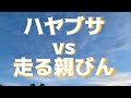 自然界の摂理にも猛ダッシュで挑む親びん...。の巻