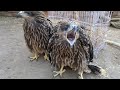 Cute Golden Babies Eagles Enjoying 🦅