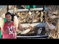 Massive lobster catch to end seasonadventure jamaica fishing seafood lobster