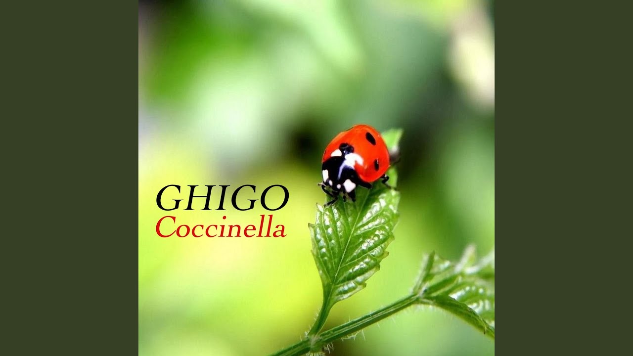 youtube coccinella youtube coccinella
