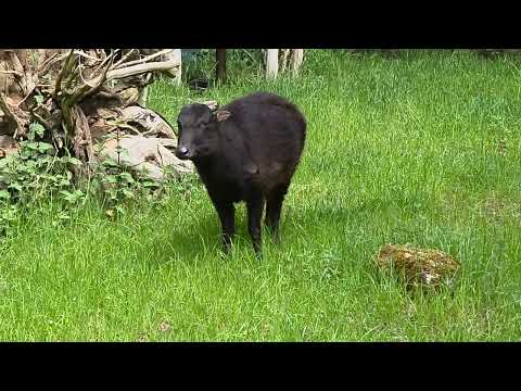 Mountain anoa / Bubalus quarlesi