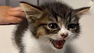 This Is Your Daily Dose Of Cats | Day 82