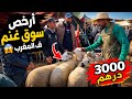 أرخص سوق غنم ف المغرب 3000 درهم