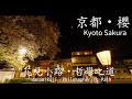 Highlight | 花見小路 哲學之道 櫻花 | 花見小路通り 哲学の道 さくら | Hanamikoji Dori Philosopher's Path Sakura