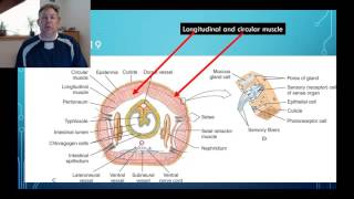 Celebrity Zoology Lab 10 - Annelida Net Worth