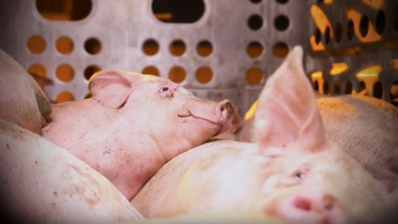 Would you bear witness to their suffering? | Vigil with the LA Animal Save