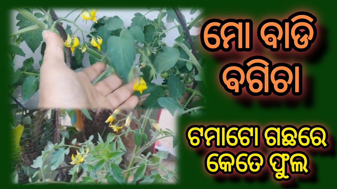 ମୋ ଛୋଟ ବଗିଚା ।। My Little Garden ।।