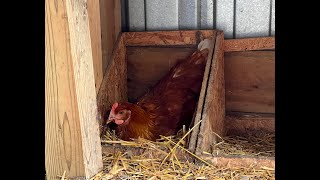 Our Chicken's First Egg | We've Got An Early Layer!