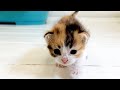 Baby kitten learns to walk and meows loudly.