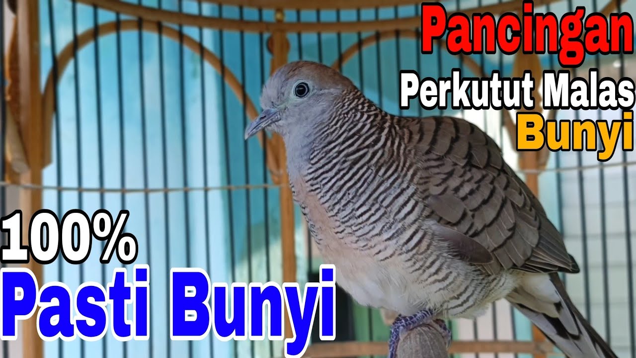 Pancingan Perkutut Lokal Gacor Terbaik Dan Paling Cepat Bikin Respon