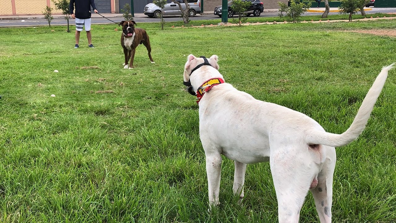 BOXER - DOGO DE BURDEOS - DOGO ARGENTINO entre otras razas - Encuentro