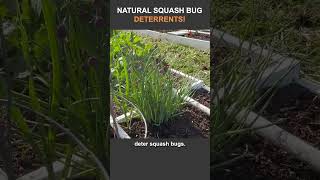 Companion Plants That Deter Squash Bugs