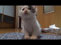 廃墟に居た保護猫ですがやっぱミルクが美味いです