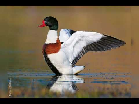 صوت البط الصيني او بما يسما ام جامل