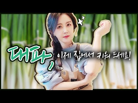 🌱금값 대파, 텃밭에서 키워 드세요🌱