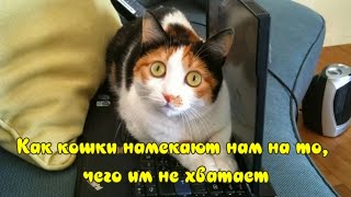 Как кошки намекают нам на то, чего им не хватает What is missing cats