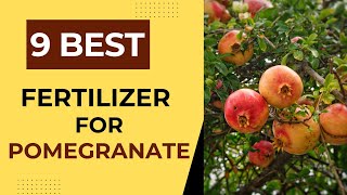 Grow Big Size Pomegranate Fruits.