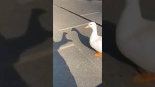 🪿🥘 #cook #goose #meme #funny #fyp #funnyshorts