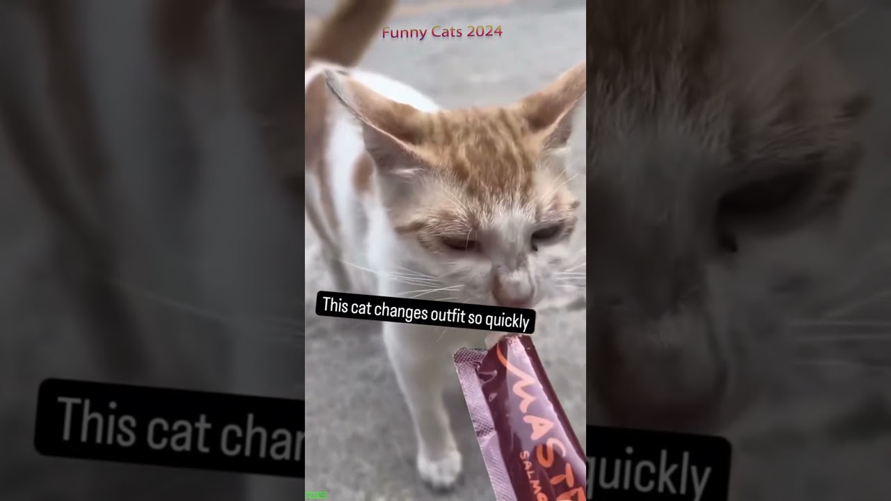 Funny Pets 😹 Funny Cat Videos ❤️ 