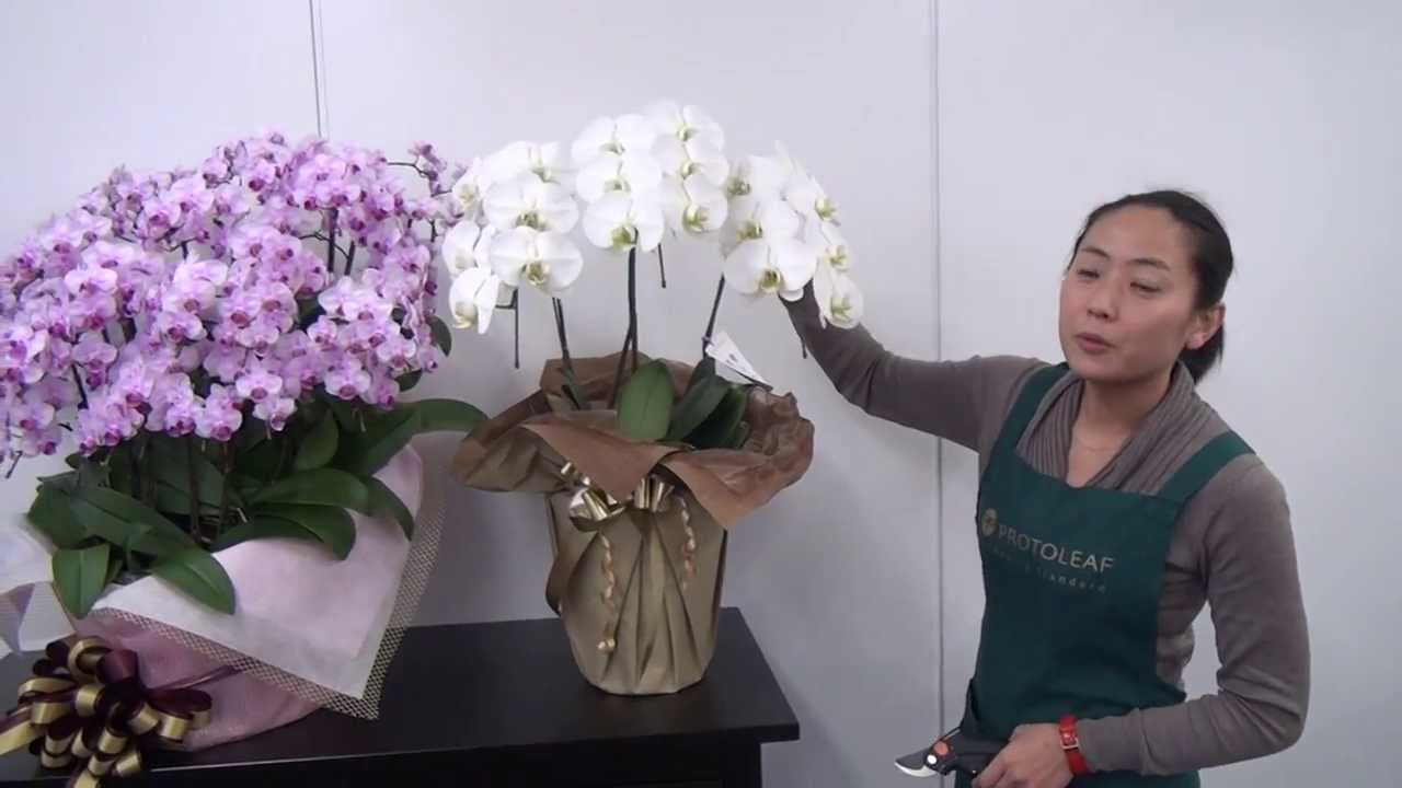 胡蝶蘭の育て方 日常管理 花の終わりの管理 Youtube