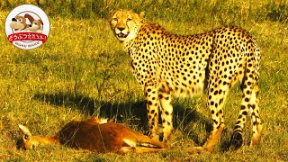 Cheetah Wins the Prey and Jackals Try to Snatch It 【Amazing AnimalsWAKUWAKU】