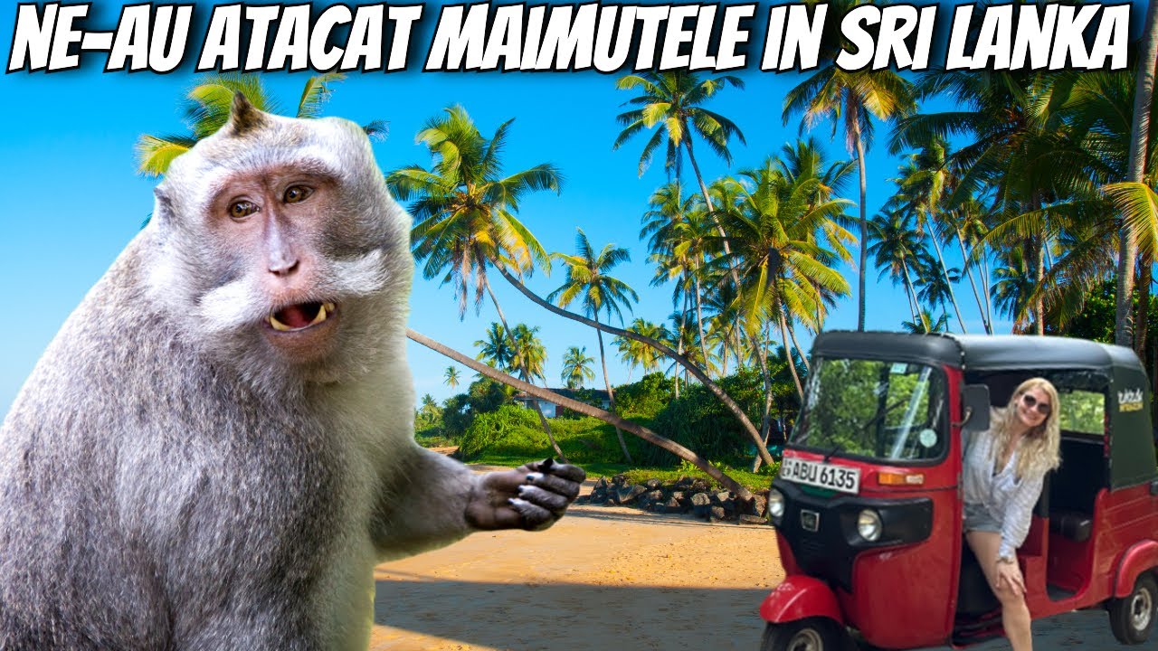Ne-au atacat maimuțele în Sri Lanka