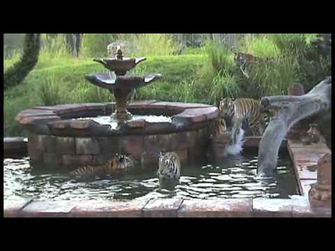 Amazing tigers swimming at Maharajah Jungle Trek, Disney's Animal Kingdom
