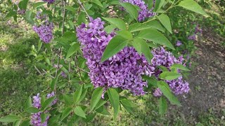The Arnold Arboretum of Harvard University