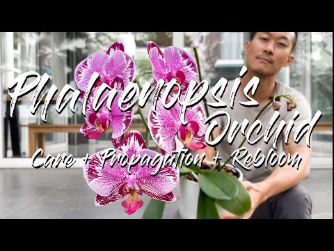Phalaenopsis Orchid care, propagation, and rebloom