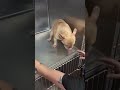Frenchie Pup Needs Surgery After Terrifying Setback Left Him Suffocating In Hot Car [STORY BELOW]