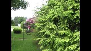 11 Fish Hatchery Road video tour