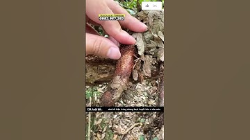 Cốt toái bổ tắc kè đá vị thuốc tiến vua chuyên các bệnh xương khớp, bong gân  #thaoduoc #monngon