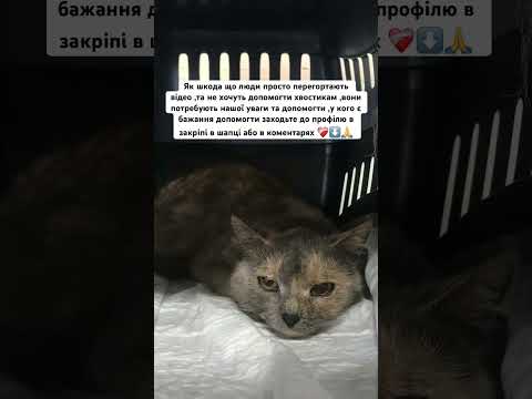#рекомендації #україна #українськийконтент #тваринки #кошенята #семья #сумы #цуценя #собачка #кіт
