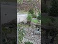 Deer Makes a Surprise Appearance at Our Front Door!