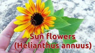 Growing Low Maintenance Summer Flowering Plant Sunflower Helianthus Annuus