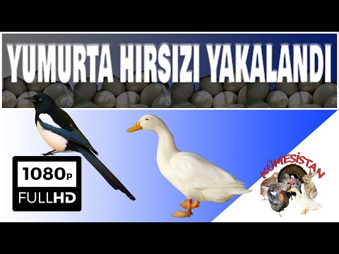 YUMURTA HIRSIZI GÜVENLİK