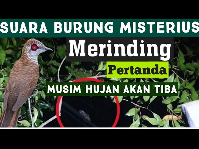 SEREM SUARA BURUNG MALAM HARI Selain BURUNG HANTU   Bikin merinding ...Scary nightbird Chirping class=