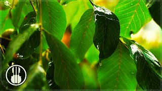 Relaxing Sound of Rain and Thunder for Sleep and Meditation | Soft Rain Sounds for Studying screenshot 5
