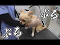 【犬 病院】子犬チワワが1年振りの注射に思わず小鹿のようにブルブル震えてしまう