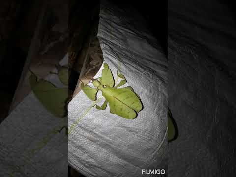 leaf bug 💚💚