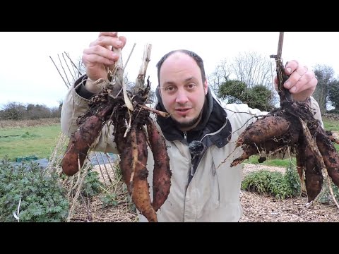 Video: Unusual Vegetable Yacon. Getting Seedlings