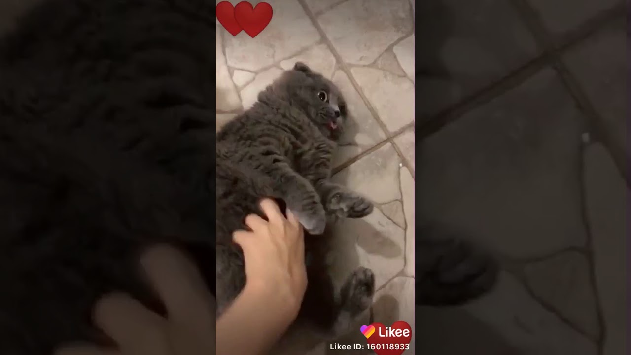 Ты мой миленький хорошенький мой котик песня